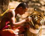 tigr-buddist-eda